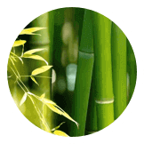 bamboo
