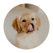 dog logo